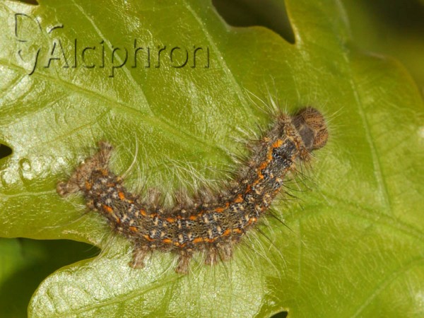 Poecilocampa populi