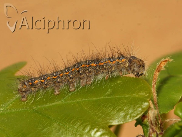 Poecilocampa populi