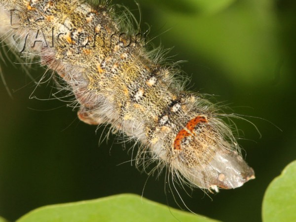 Poecilocampa populi