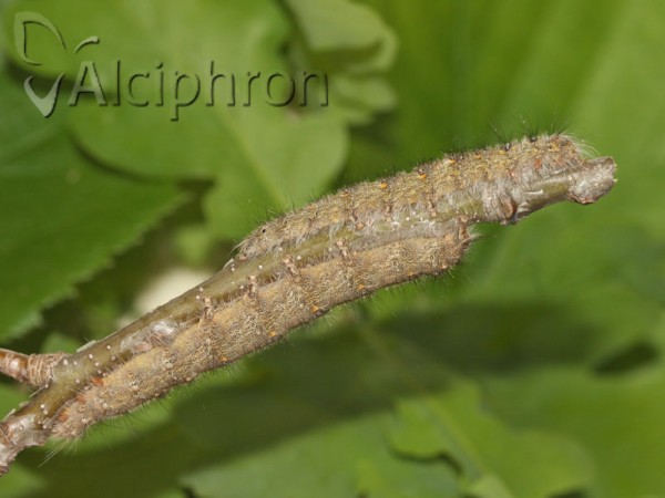 Poecilocampa populi