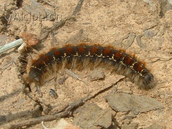Eriogaster lanestris