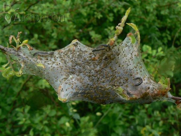 Eriogaster lanestris