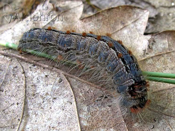 Eriogaster rimicola