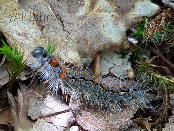 Eriogaster rimicola