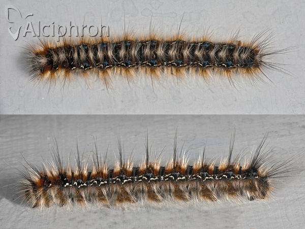 Eriogaster catax