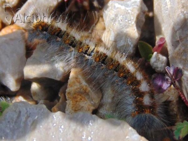 Eriogaster catax