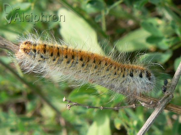 Lasiocampa trifolii