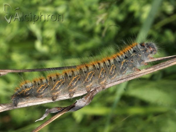 Lasiocampa trifolii