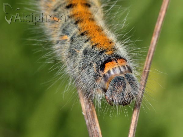 Lasiocampa trifolii