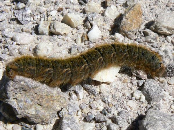 Lasiocampa trifolii