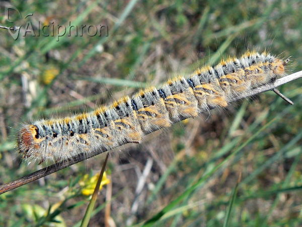 Lasiocampa trifolii