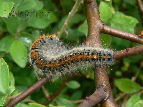 Lasiocampa trifolii