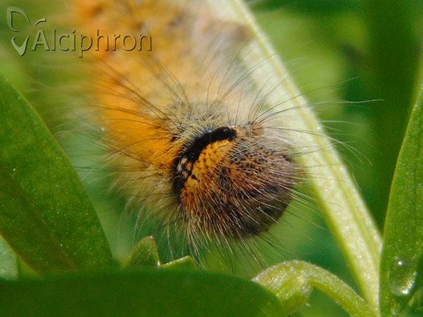 Lasiocampa trifolii