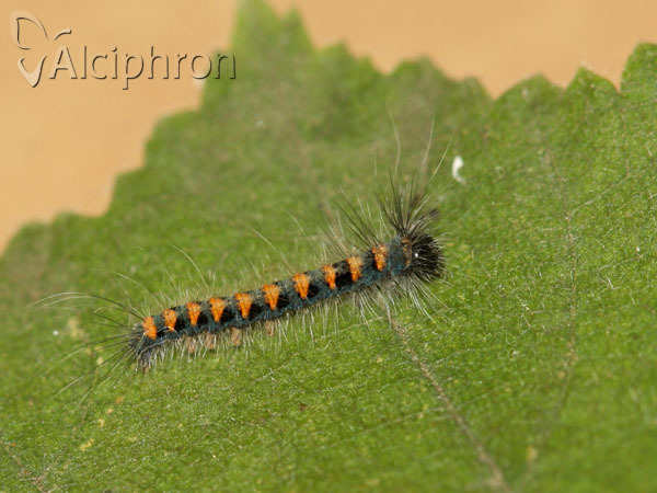 Lasiocampa quercus