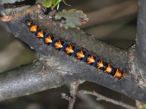Lasiocampa quercus