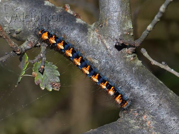 Lasiocampa quercus