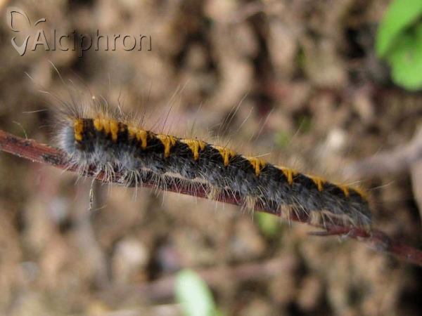 Lasiocampa quercus