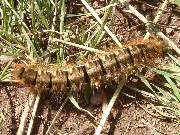 Lasiocampa quercus