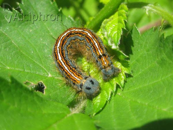 Malacosoma neustria