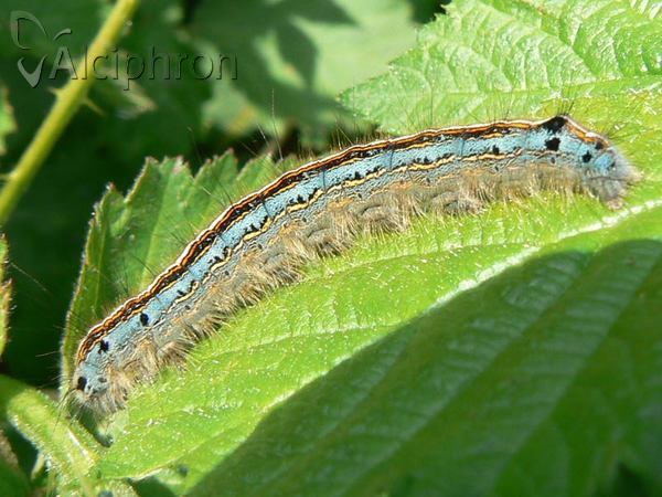 Malacosoma neustria