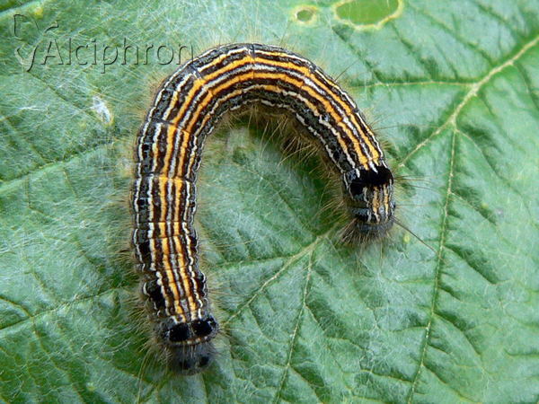 Malacosoma neustria