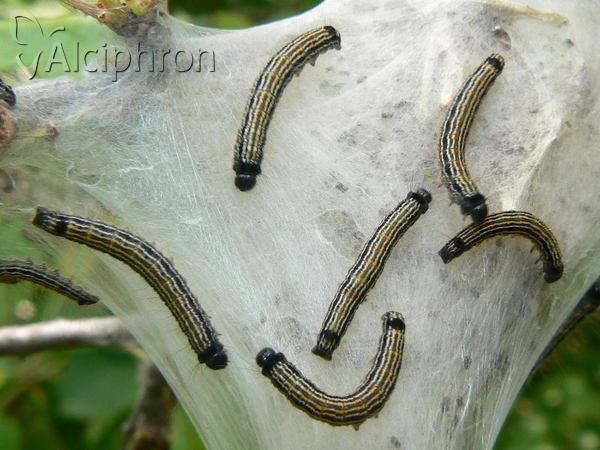 Malacosoma neustria