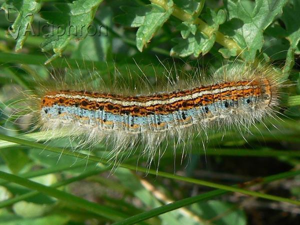 Malacosoma castrensis