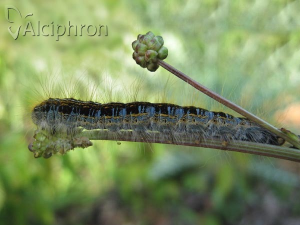 Malacosoma castrensis