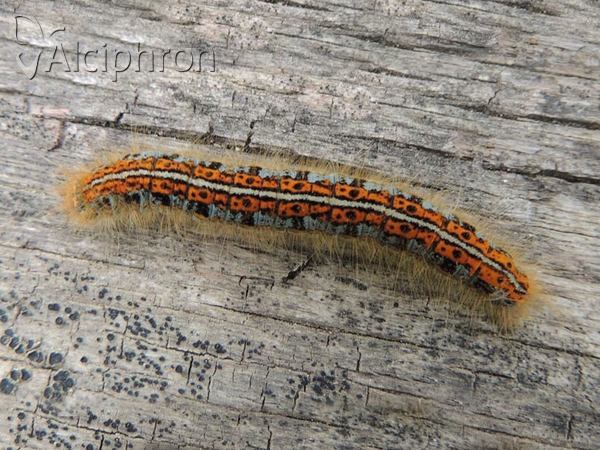 Malacosoma castrensis