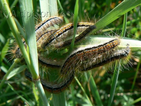 Malacosoma castrensis