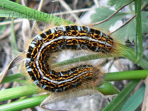 Malacosoma castrensis