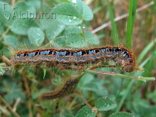 Malacosoma castrensis