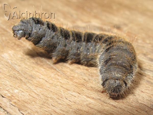 Lemonia balcanica