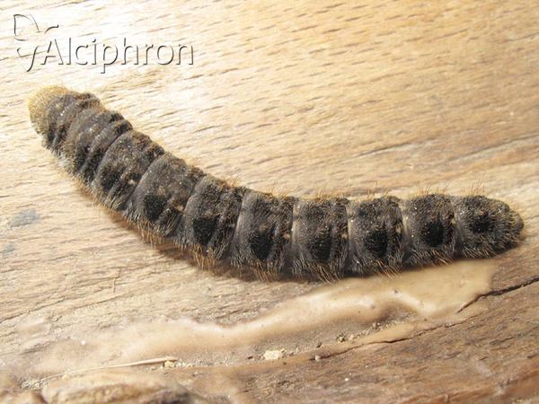 Lemonia balcanica