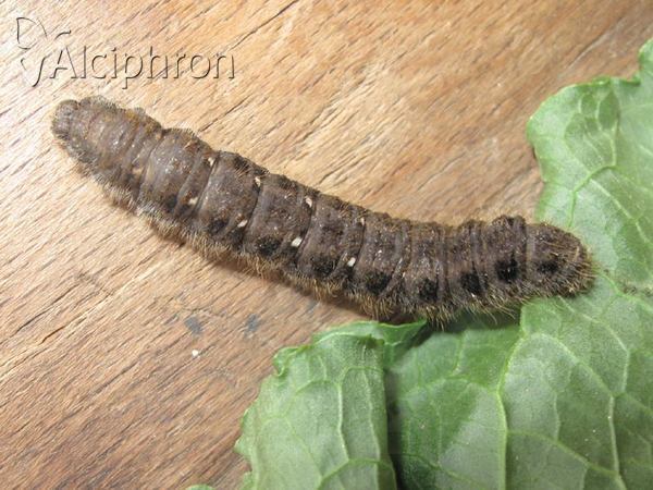 Lemonia balcanica