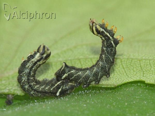 Endromis versicolora