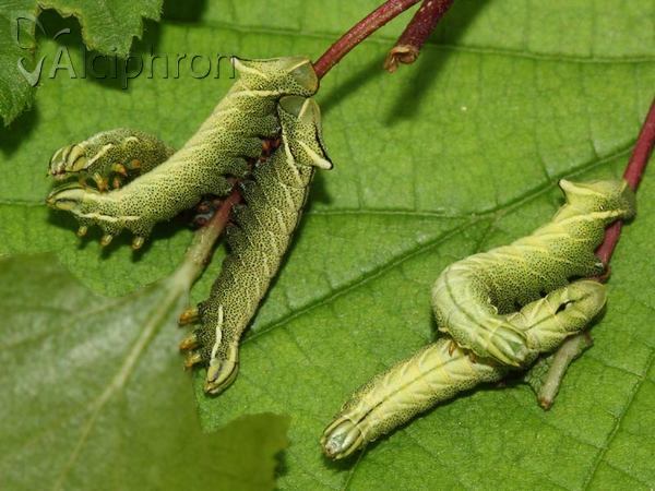 Endromis versicolora