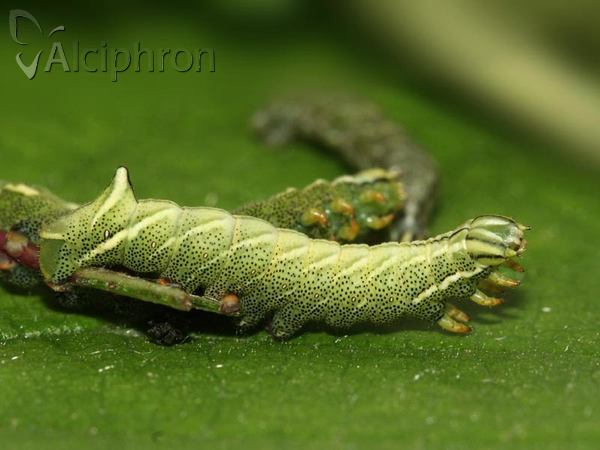 Endromis versicolora
