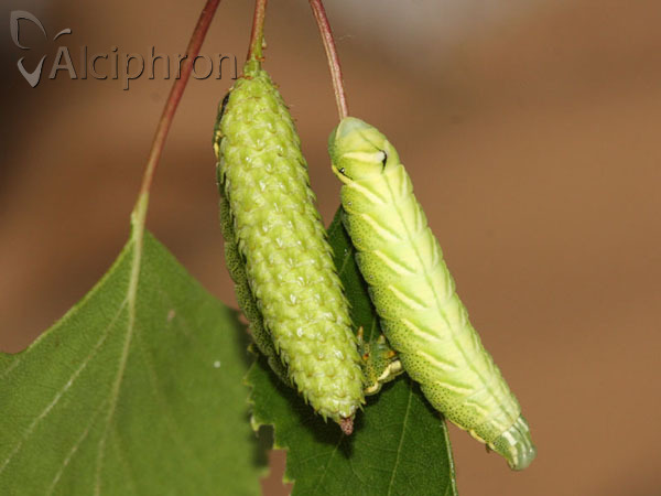 Endromis versicolora