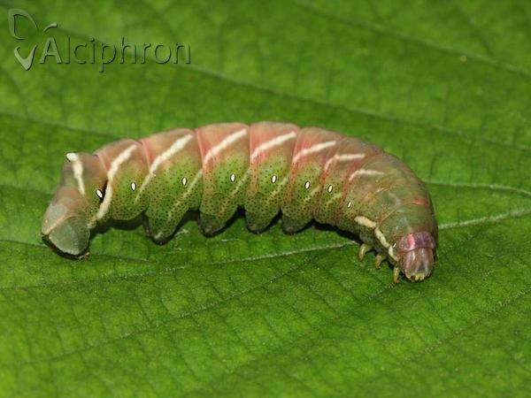 Endromis versicolora