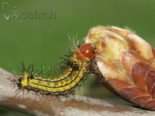 Antheraea yamamai