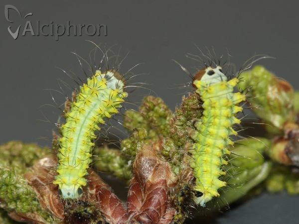 Antheraea yamamai
