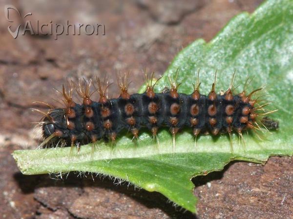 Saturnia pyri