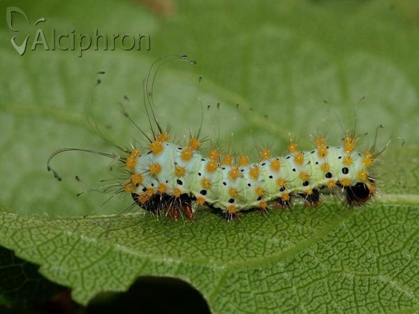 Saturnia pyri
