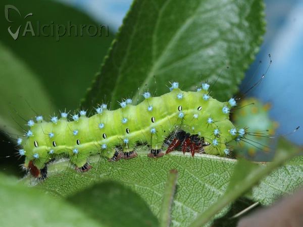 Saturnia pyri