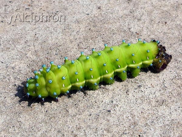 Saturnia pyri
