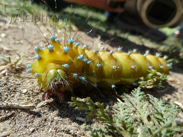 Saturnia pyri
