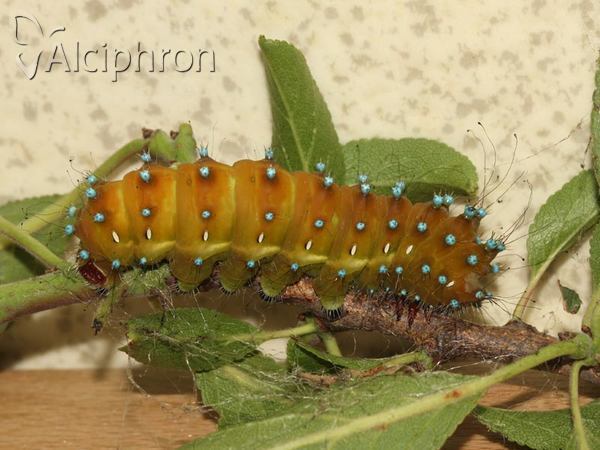 Saturnia pyri