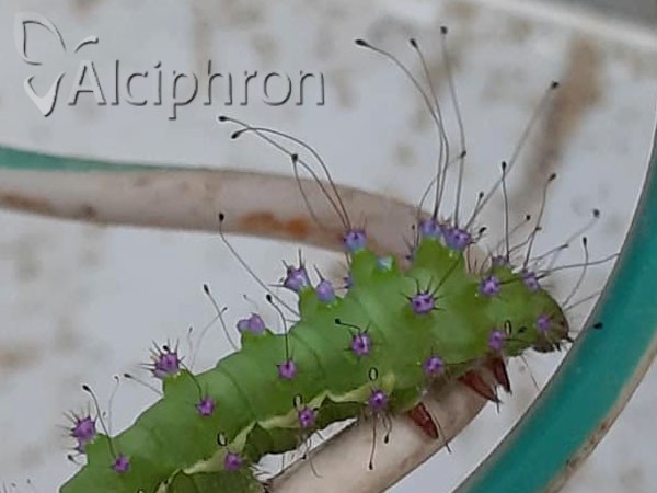 Saturnia pyri