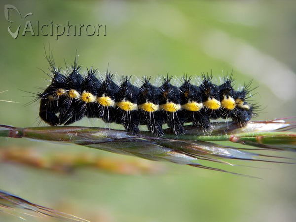 Saturnia pavonia
